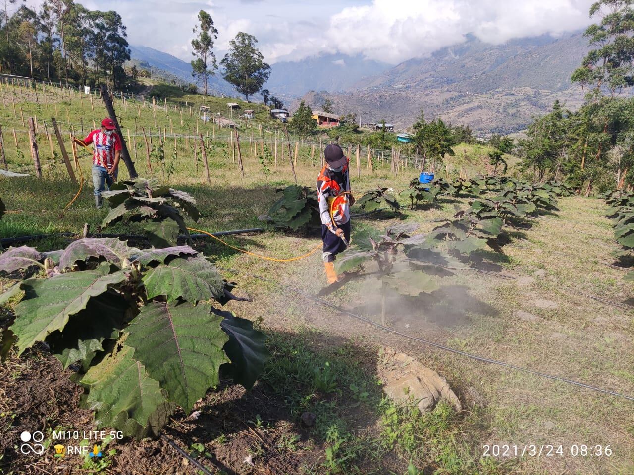 Se estima que cada cultivo tendría un retorno económico de entre el 10 y el 17 por ciento dependiendo del producto.