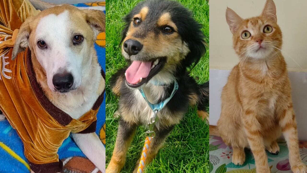 Estos son algunos perros y gatos disponibles para que sean adoptados.