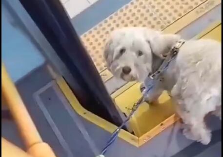 Karter tiene un nuevo hogar.