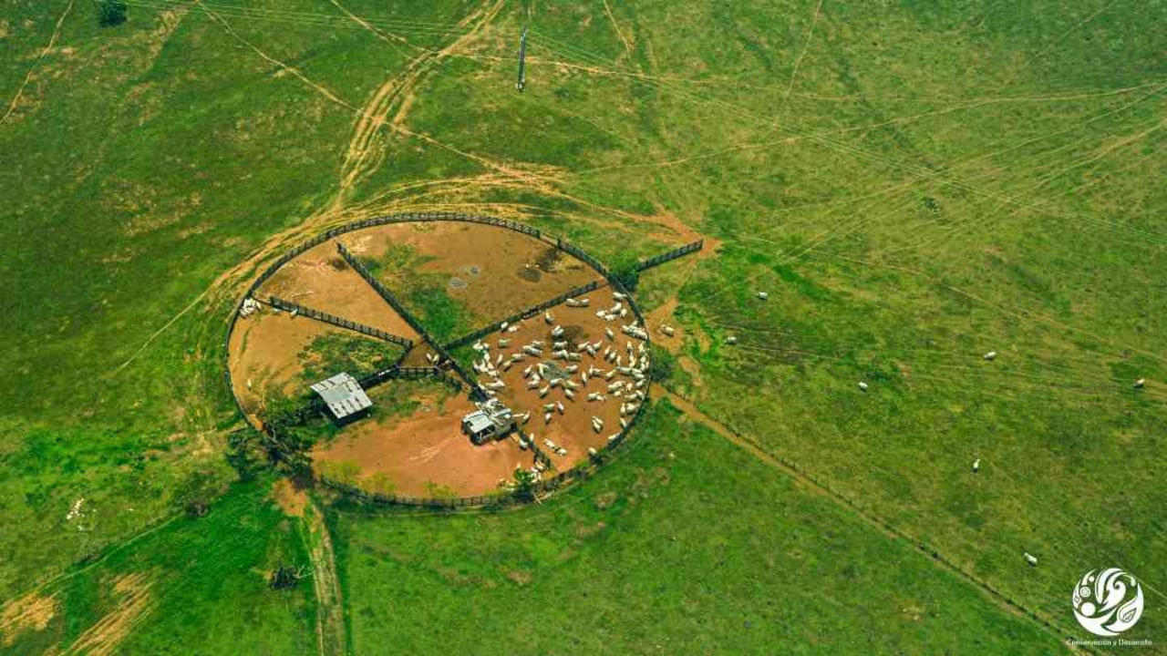 Los hatos ganaderos son cada vez más extensos en la Amazonia colombiana. Foto: Rodrigo Botero: FCDS.
