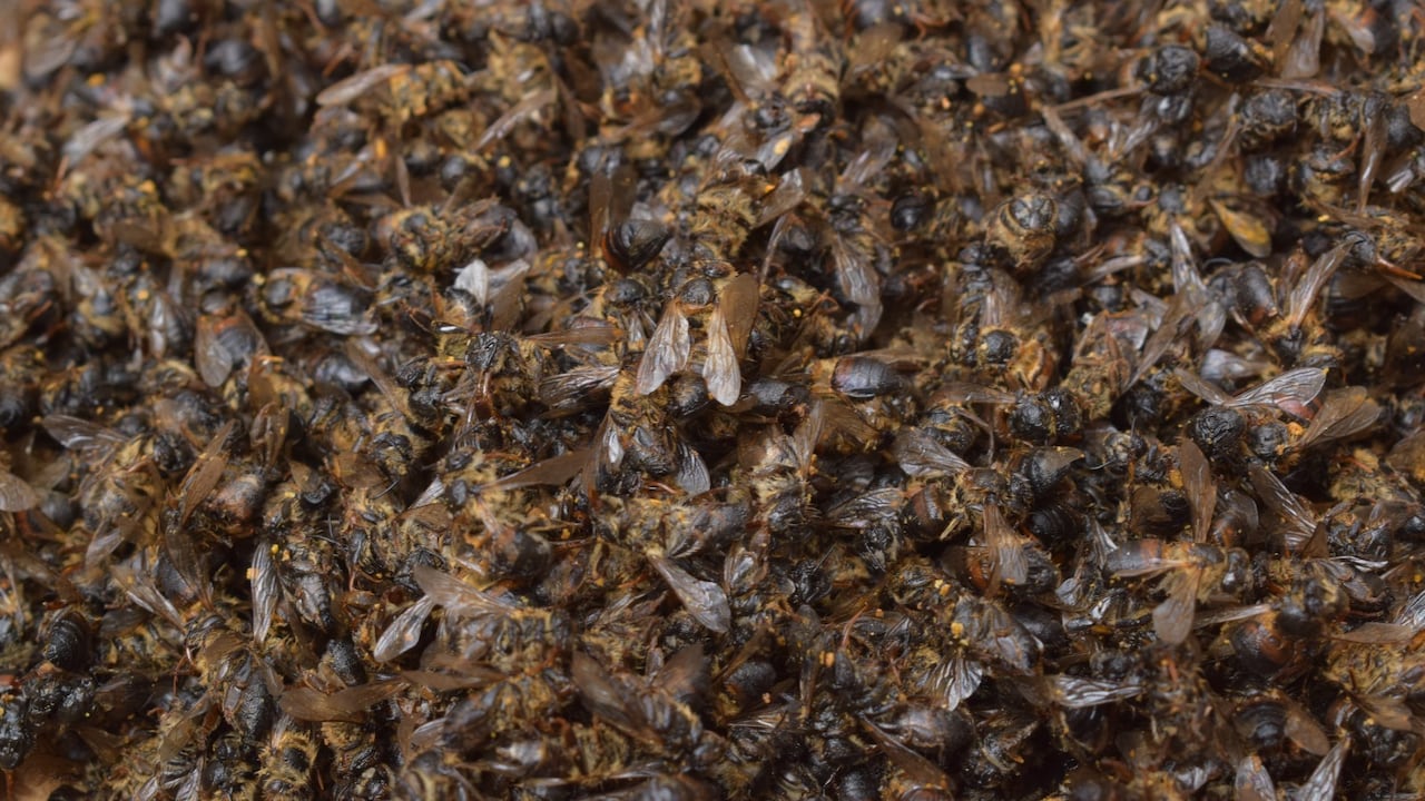 Alcaldía de Tenjo Cundinamarca promueve una campaña para cuidar a las abejas