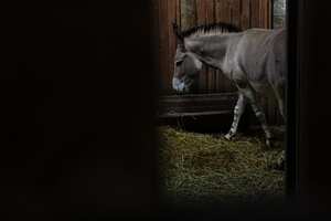 A Somali wild ass born in captivity is exhibited to the public as part of a conservation project for this endangered species at the Buin Zoo, on the southern outskirts of Santiago, on July 17, 2023. (Photo by MARTIN BERNETTI / AFP)