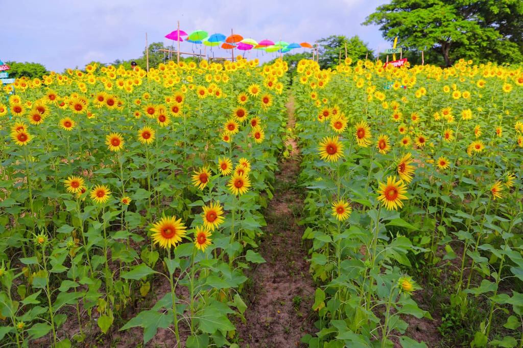 Desde la mañana hasta la tarde se puede disfrutar de la Ruta del Girasol