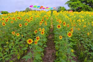 Desde la mañana hasta la tarde se puede disfrutar de la Ruta del Girasol