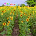 Desde la mañana hasta la tarde se puede disfrutar de la Ruta del Girasol