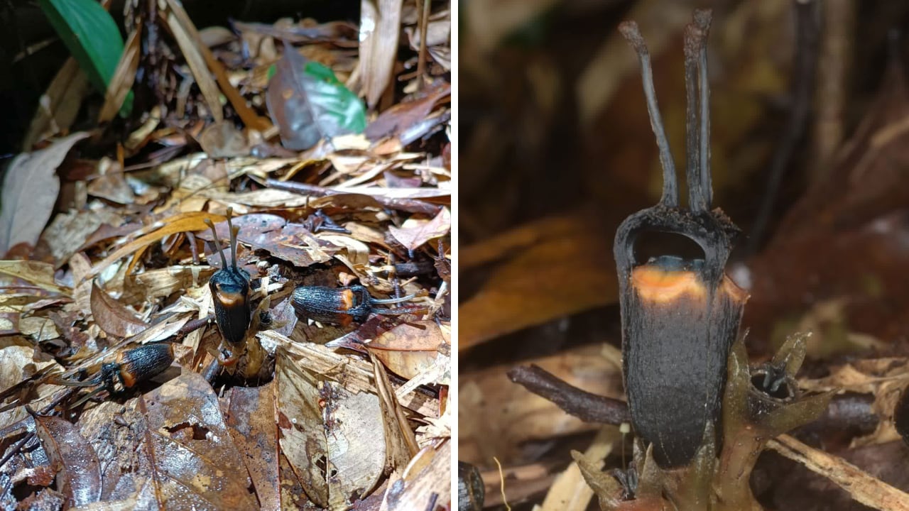 La nueva especie permanece bajo la hojarasca y solo aparece en el bosque cuando florece.