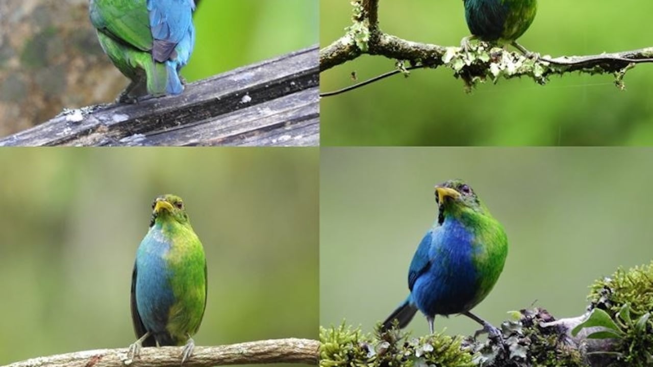 Mielero verde ginandromorfo bilateral cerca de Manizales, Colombia, en mayo de 2022
JOHN MURILLO.
12/12/2023