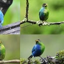 Mielero verde ginandromorfo bilateral cerca de Manizales, Colombia, en mayo de 2022
JOHN MURILLO.
12/12/2023