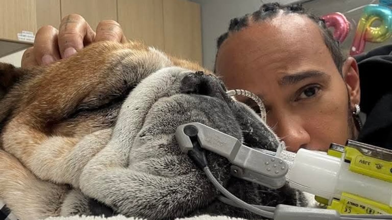 Lewis Hamilton y su perro Roscoe.