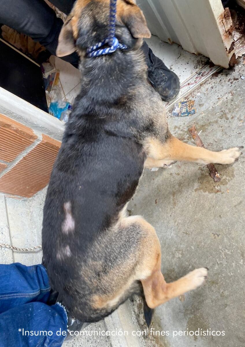 En otros hechos de violencia contra los animales la Fiscalía imputó cargos a cuatro personas