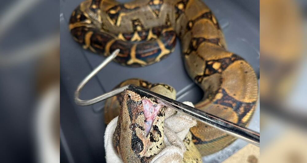 Esta boa constrictor de cerca de tres metros de largo que fue hallada en plena vía pública. Le fueron sacados sus colmillos.