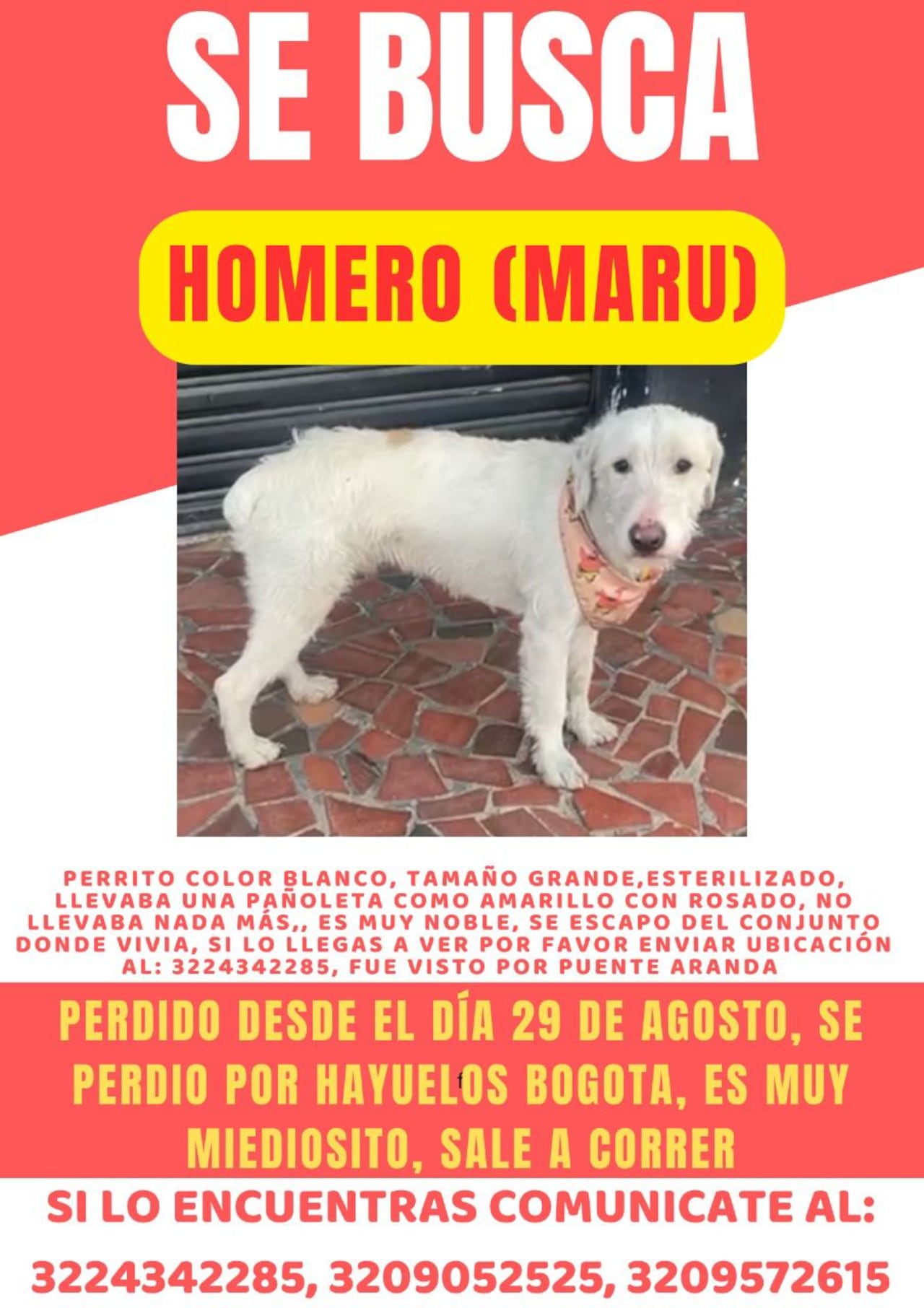 Perro perdido