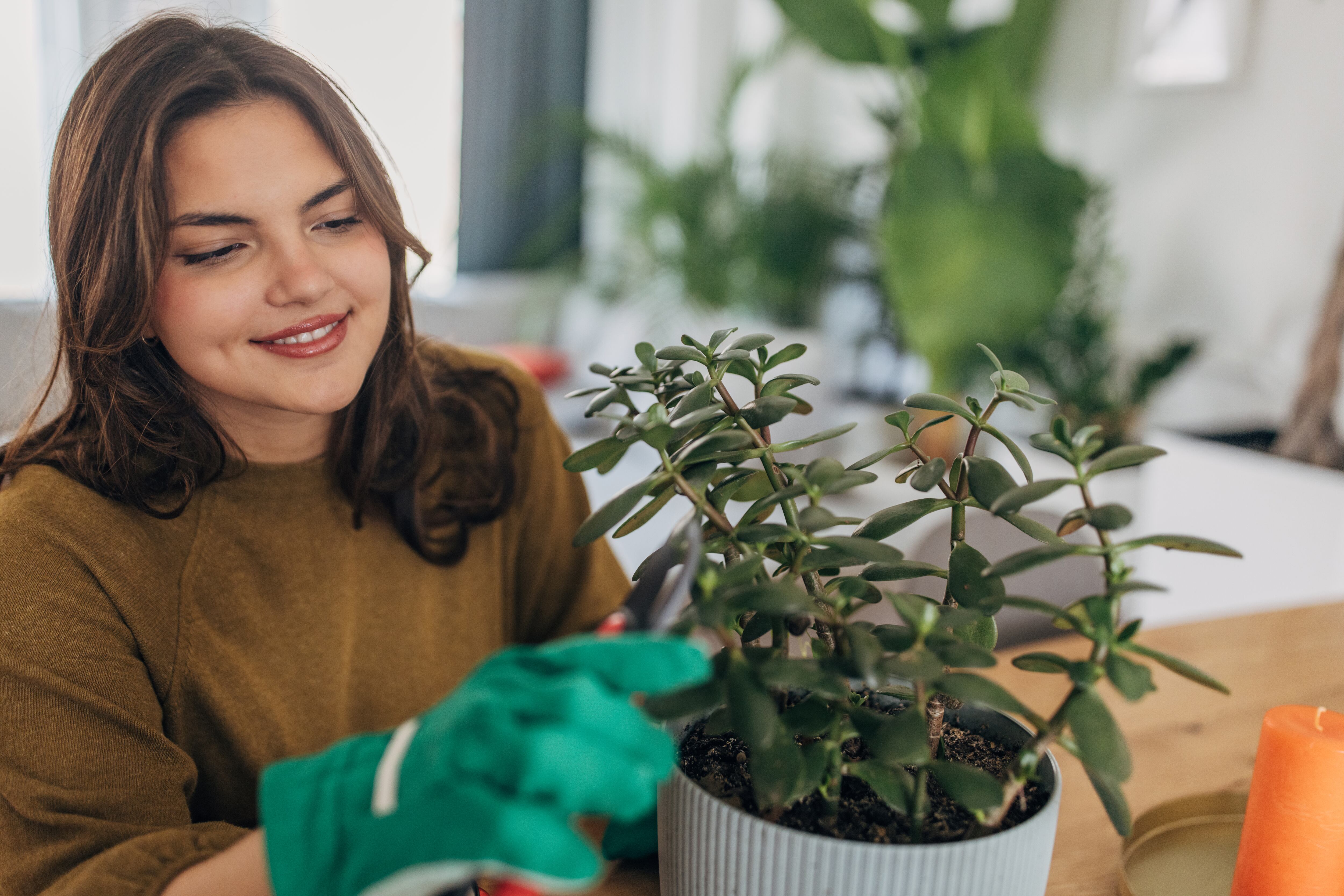 Colocarle un buen abono natural a sus plantas hará que estas crezcan y florezcan