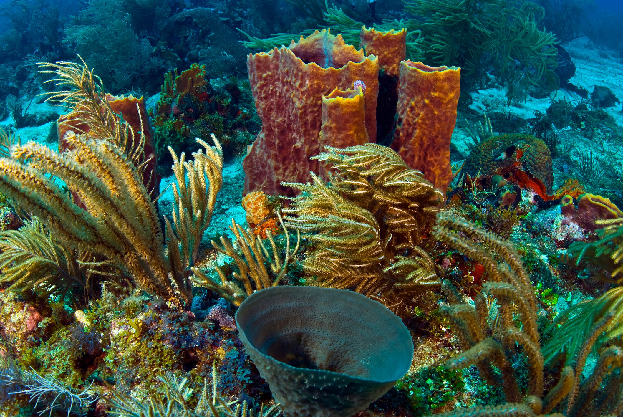 En Colombia hay varios lugares para apreciar los arrecifes de coral