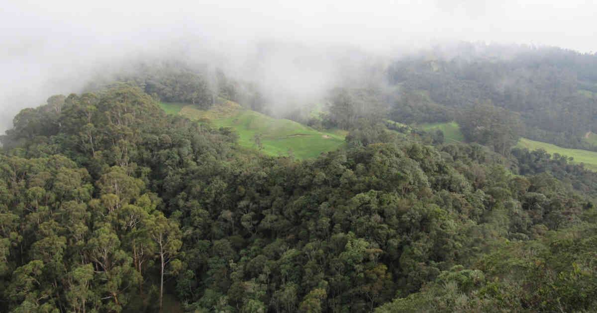 Los bosques que rodean Bogotá albergan una gran diversidad de especies de árboles y plántulas. Foto: Juan Camilo Muñoz. 