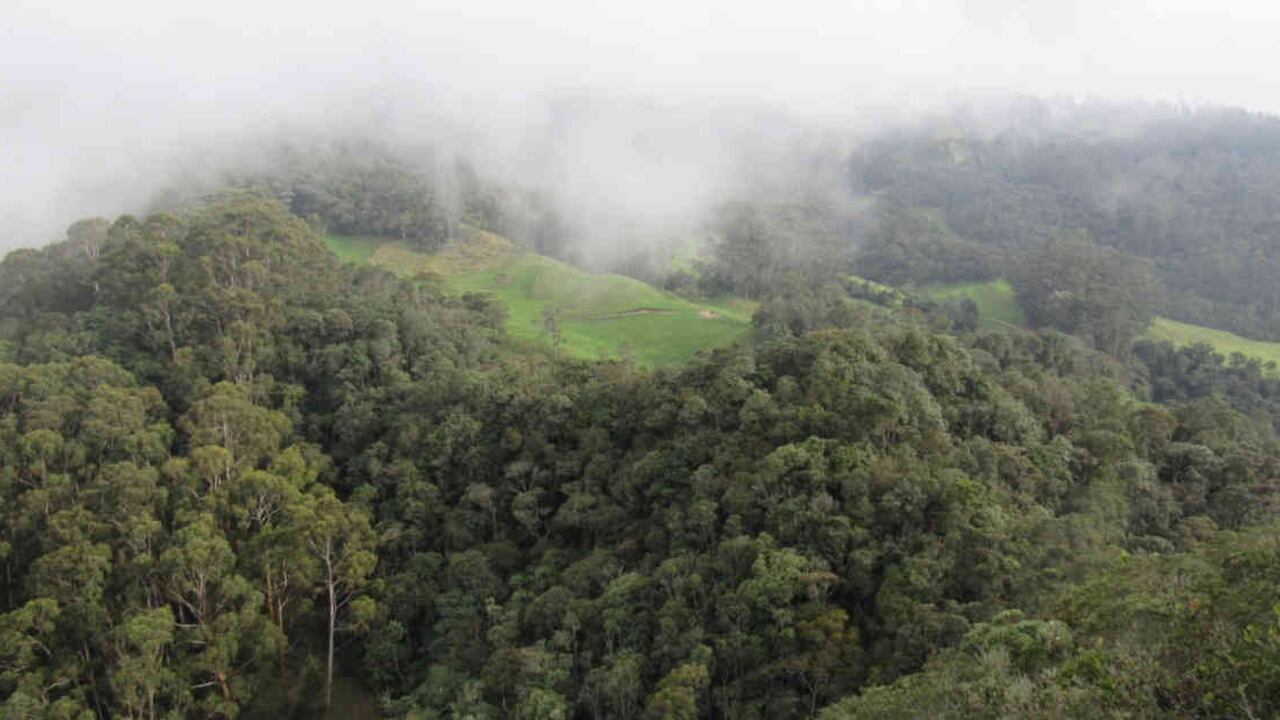 Los bosques que rodean Bogotá albergan una gran diversidad de especies de árboles y plántulas. Foto: Juan Camilo Muñoz.