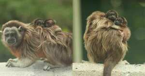 Seis titíes grises habitan actualmente en el campus universitario. Fotos: Iván Darío Soto Calderón | Medellín hoy