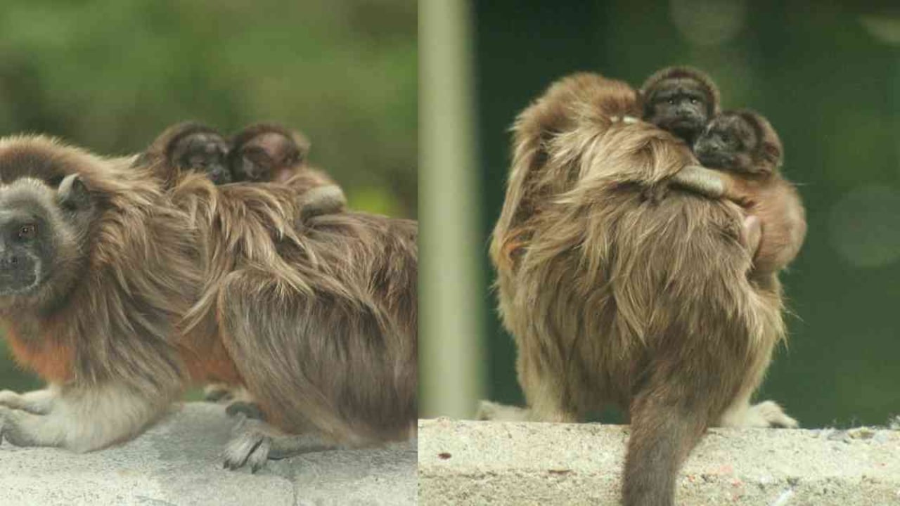 Seis titíes grises habitan actualmente en el campus universitario. Fotos: Iván Darío Soto Calderón | Medellín hoy
