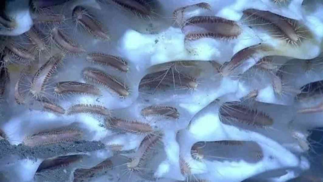 Gusanos prehistóricos descubiertos y descongelados en Rusia. Foto: @StrangeFactoid - Mundo hoy