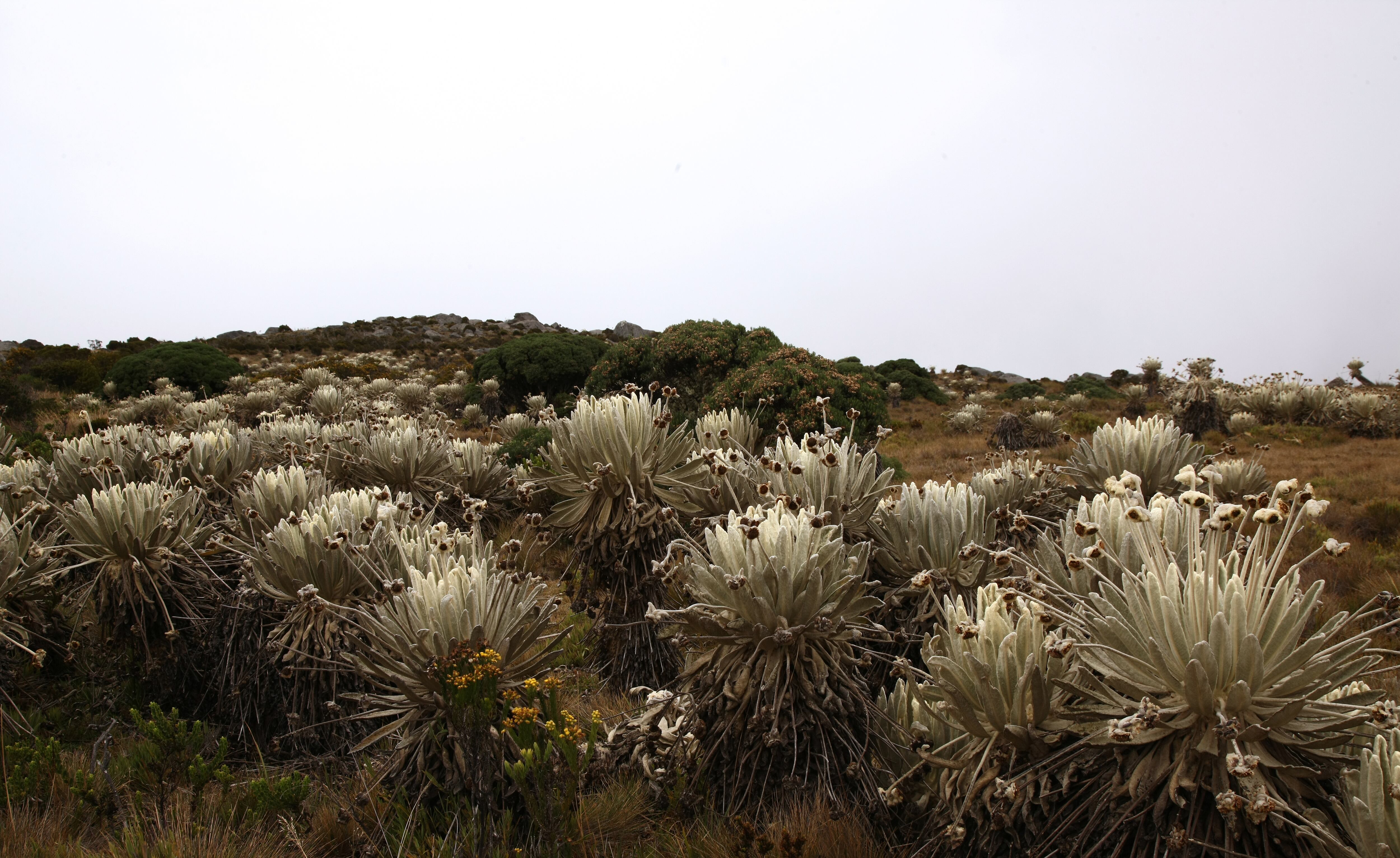 PARQUE NATURAL PARAMO