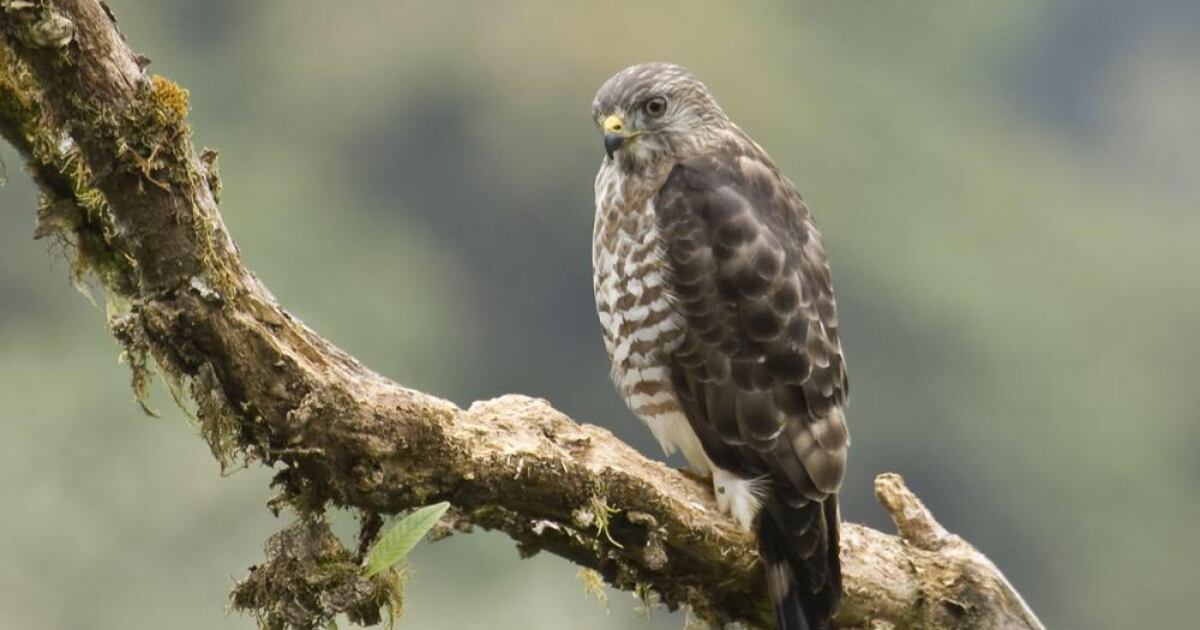 La CAR lanza un SOS por las rapaces migratorias.