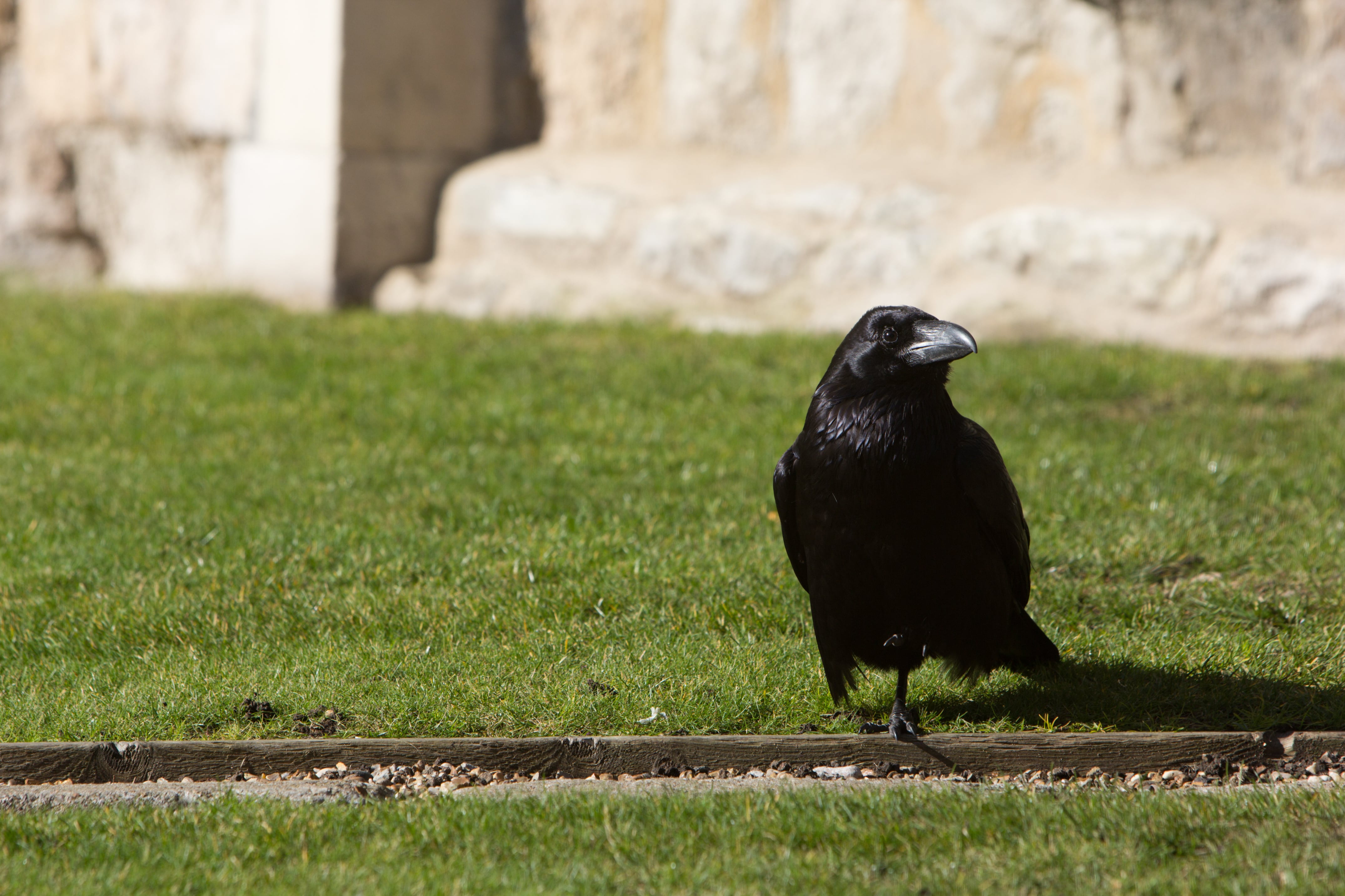 Cada cuervo es reemplazado cada vez que ocurre algo.