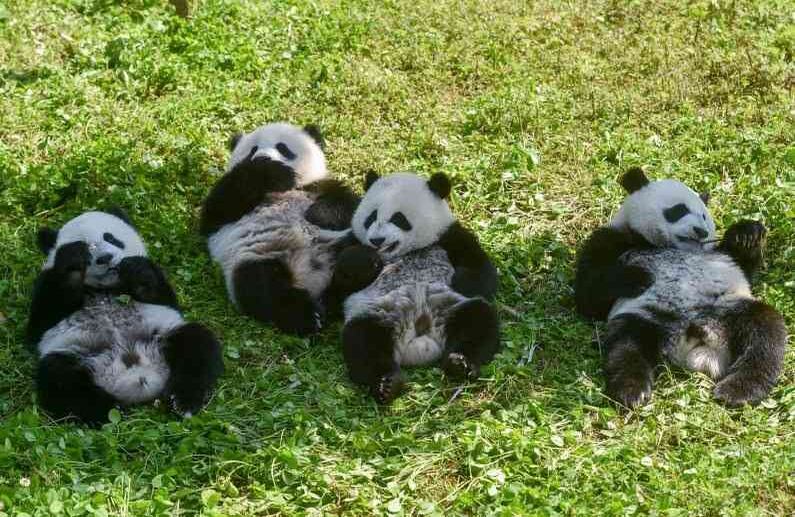 13 de junio - Esta foto muestra a los cachorros de panda comiendo en la Reserva Natural Nacional de Wolong en China. Nacido de padre salvaje y madre cautiva, pandas gemelas de casi un año de edad marcan un logro importante en la preservación del animal. FOTO: STR / AFP