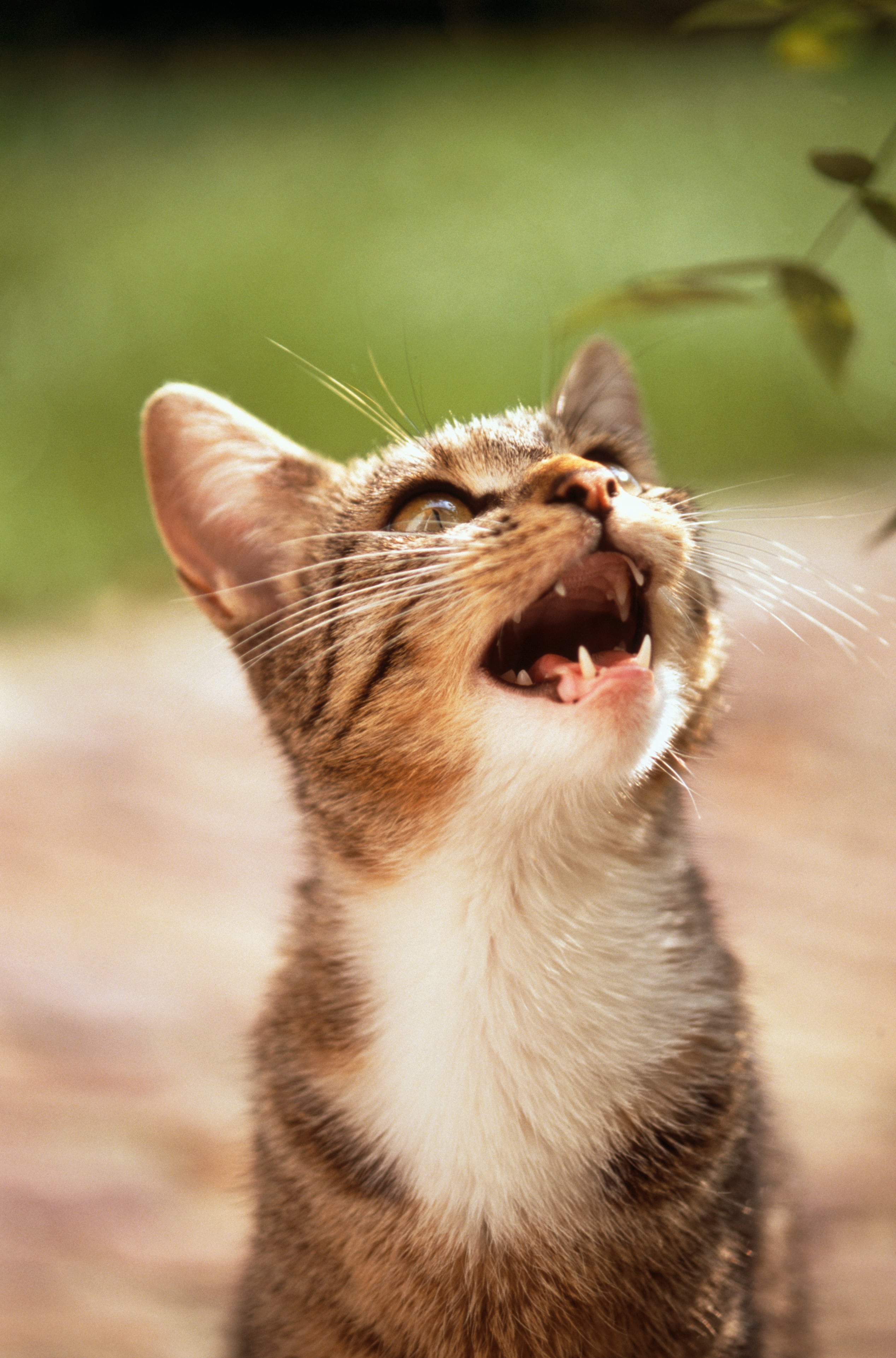 Explorando las causas más habituales del exceso de maullidos en los felinos.