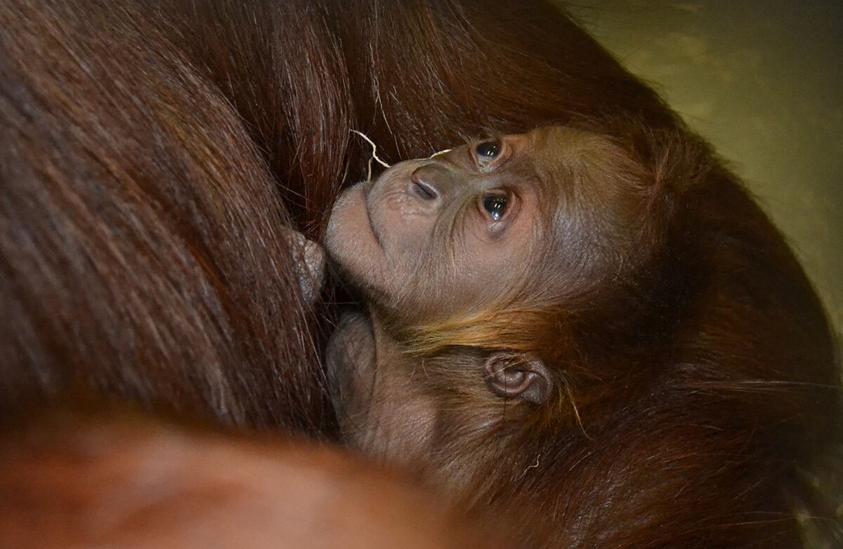 Un orangután de Sumatra bebé es cargado por su madre, Tara, en el zoológico de Fort Wayne, Indiana, Estados Unidos. La cría, que todavía no tiene nombre, nació el pasado sábado. (AP)