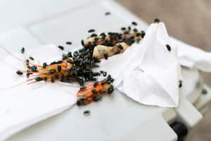 Así puede eliminar las moscas en la cocina.