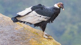 vultur gryphus Cóndor andino o cóndor de los andes