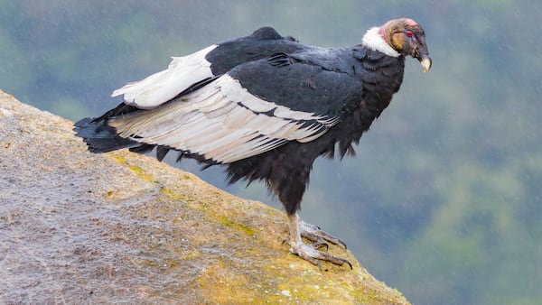 vultur gryphus Cóndor andino o cóndor de los andes