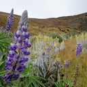 Debido a la variedad de pisos térmicos, que van desde los 600 hasta los 5.330 metros sobre el nivel del mar, en el parque se pueden encontrar desde ambientes selváticos que fungen como un corredor para algunas especies, hasta páramos con sus frailejones, cardones y cojines. Estas particularidades hacen del parque un área de conservación estratégica, pues se tienen identificadas especies endémicas de flora y fauna como el lagarto collarejo o cuatro frailejones de los géneros Espelettia y Espeletiopsis.