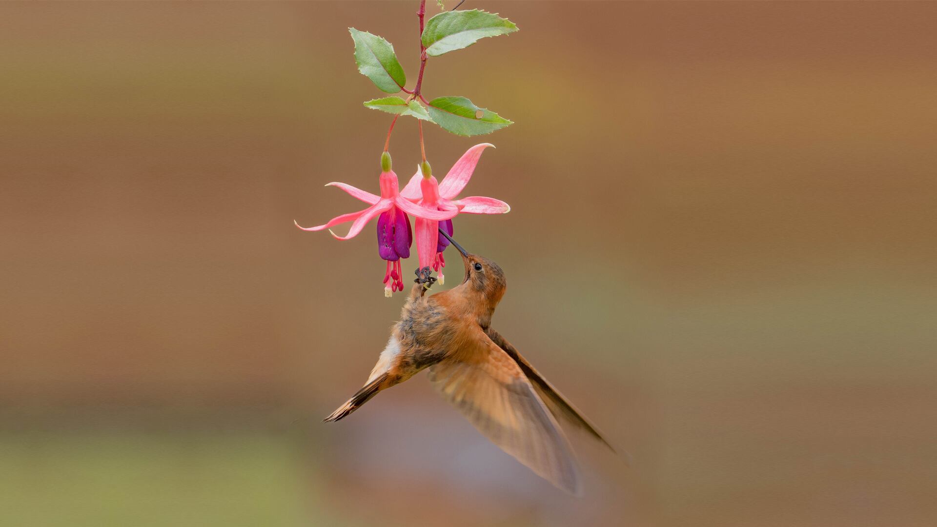Especial Turismo, Aviturismo, Mejor Colombia