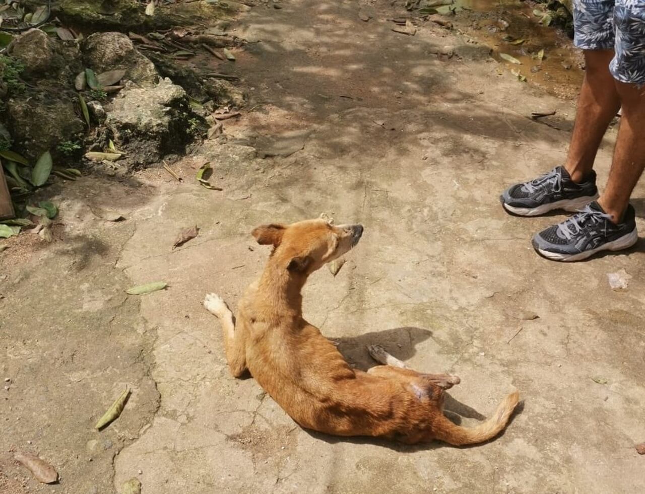 Abandono y hambre: precaria situación de los animales en San Andrés, Providencia y Santa Catalina
