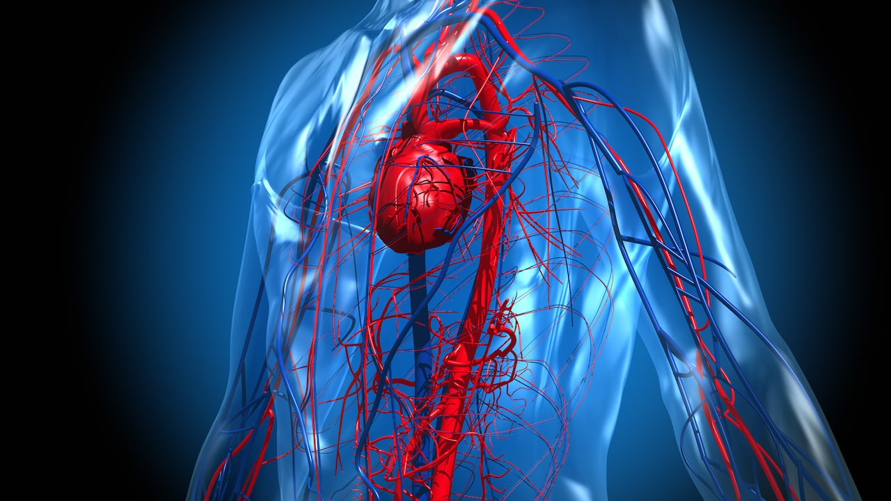 Cuidar las arterias es importante para evitar enfermedades cardíacas.