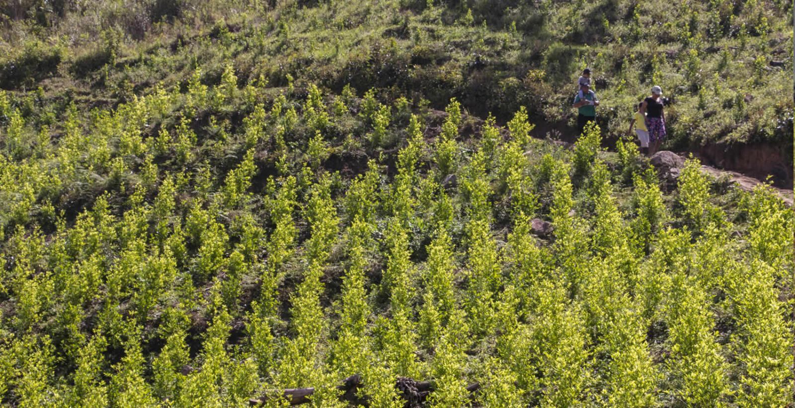El ministro afirma que el Gobierno está en contra del cultivo ilícito y el narcotráfico.