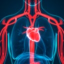 Una buena circulación sanguínea es vital para las personas.