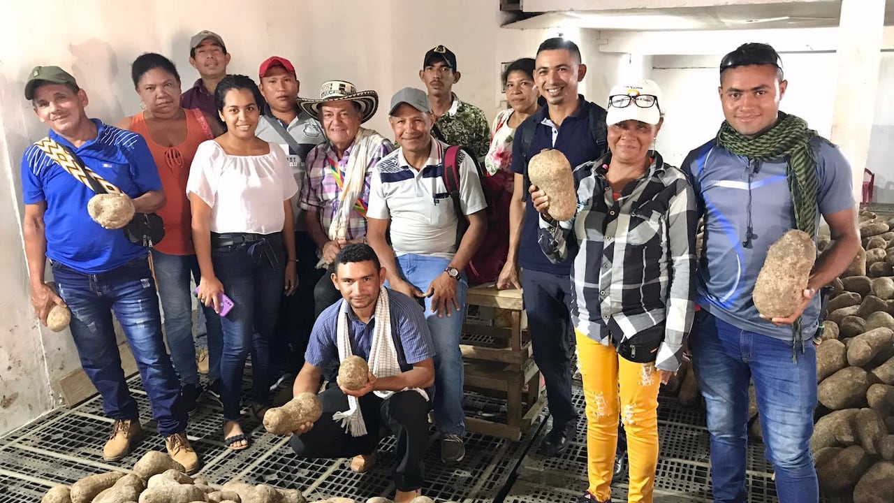 Familias restituidas del Carmen de Bolívar exportan sus primeras ...