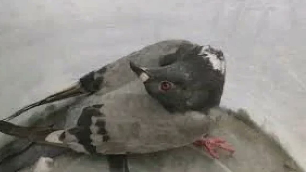 Esta rara enfermedad les impide volar y hace que su caminar sea errático, en círculos y con el cuello torcido