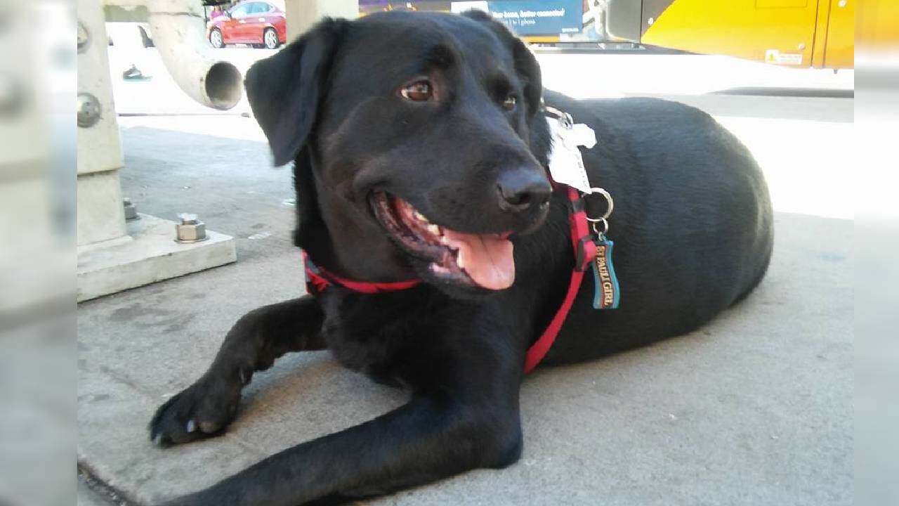 Murió a sus 10 años la perrita conocida por viajar sola en autobús.