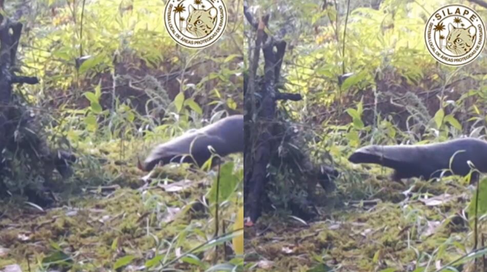 Grisón visto en el municipio de Envigado, Antioquia.