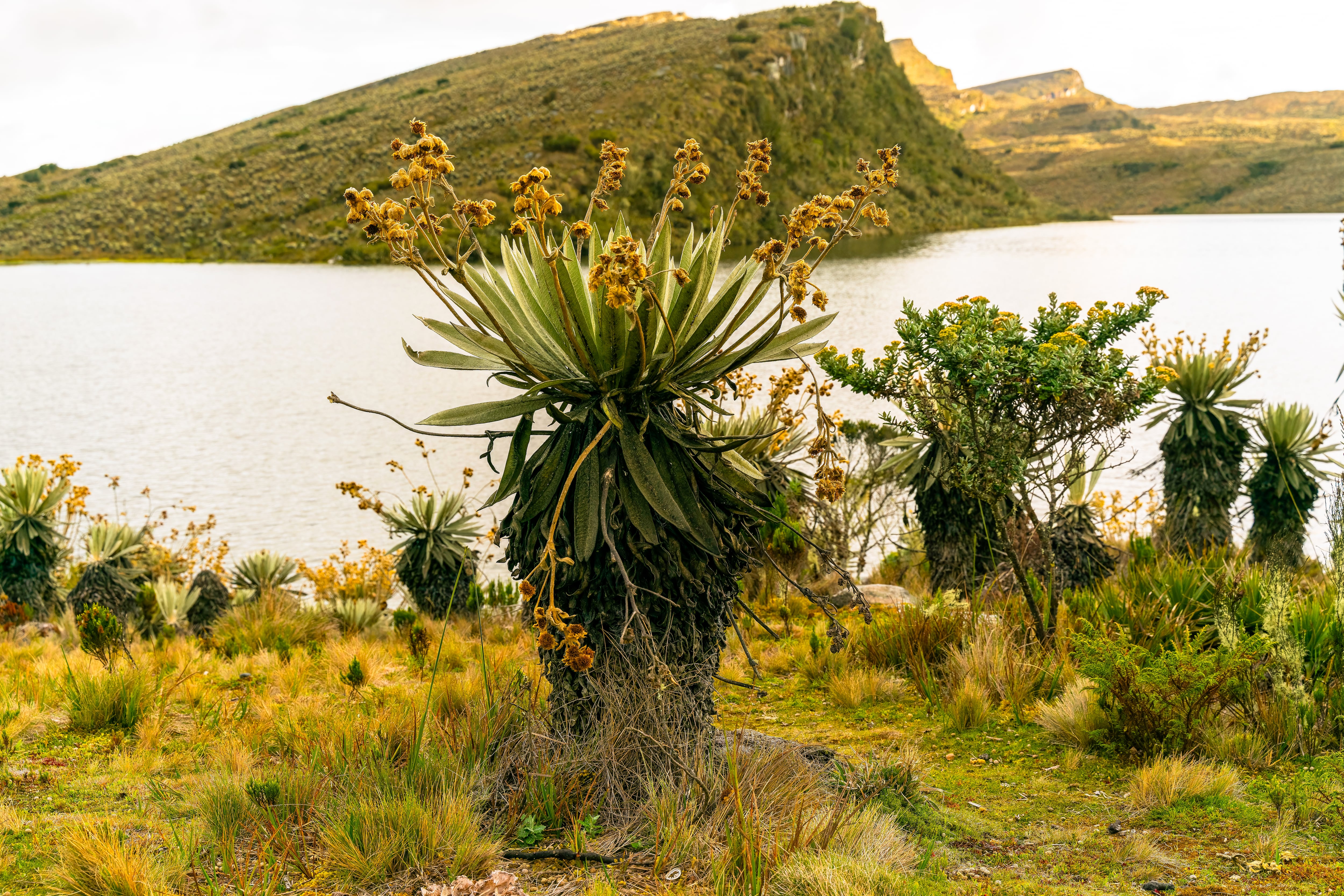 Páramo de Chingaza y sus frailejones.