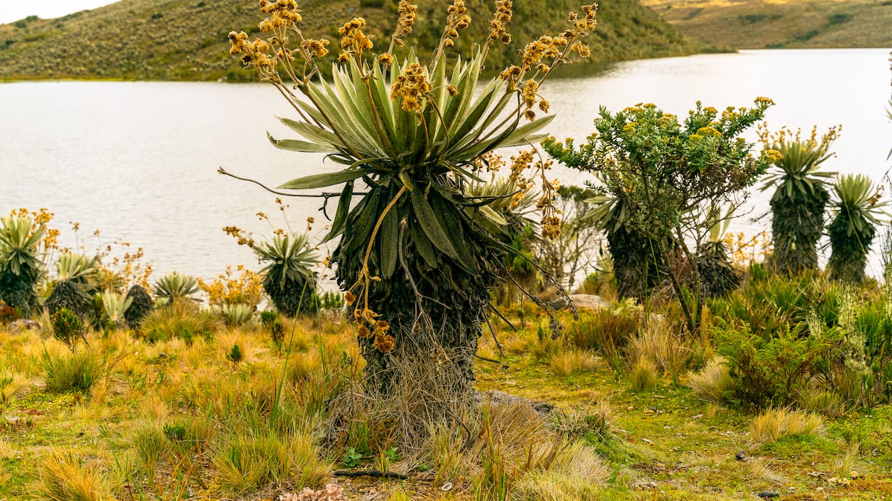 Páramo de Chingaza y sus frailejones.
