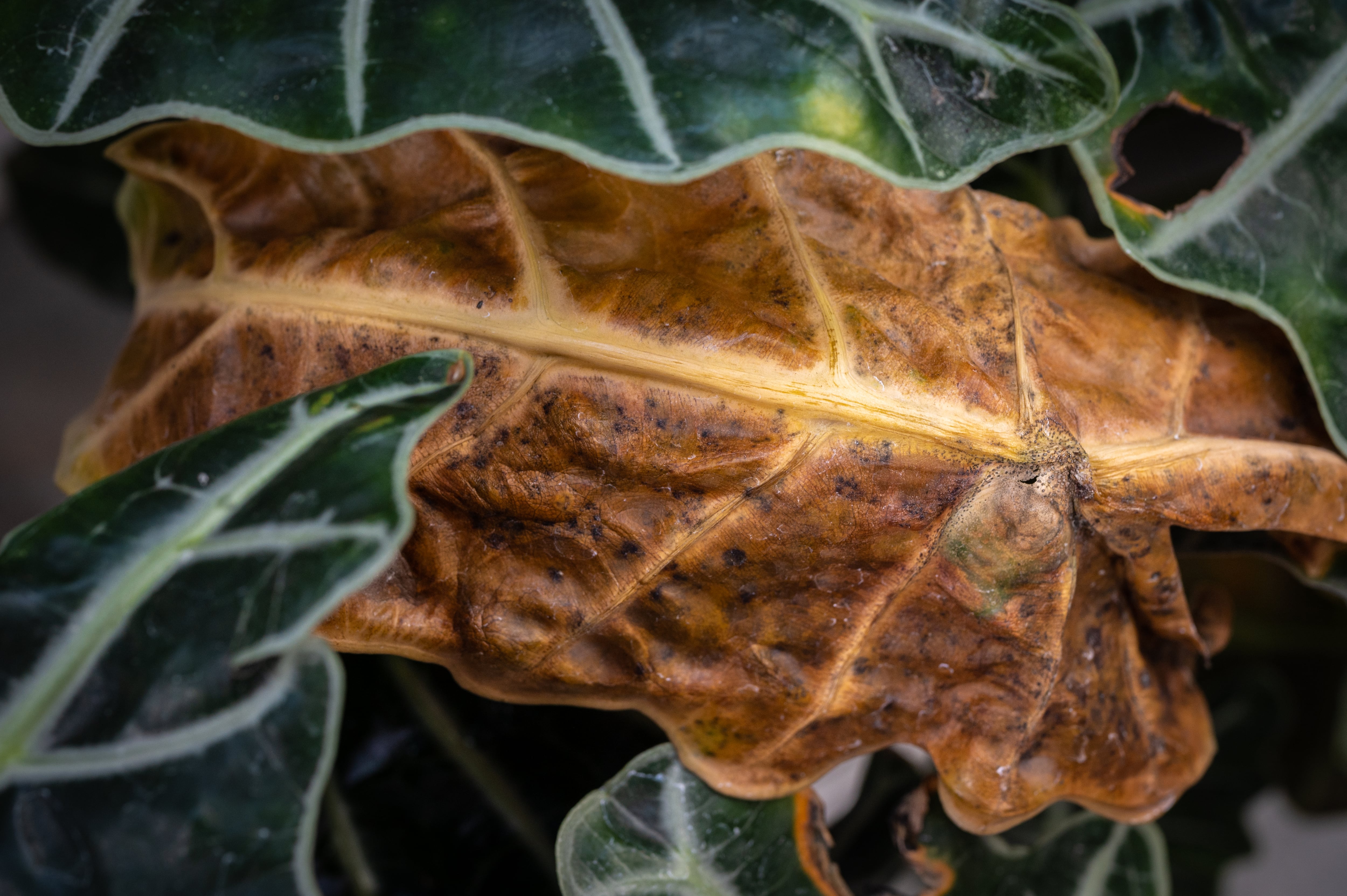Este problema en las plantas se puede presentar por diferentes motivos.