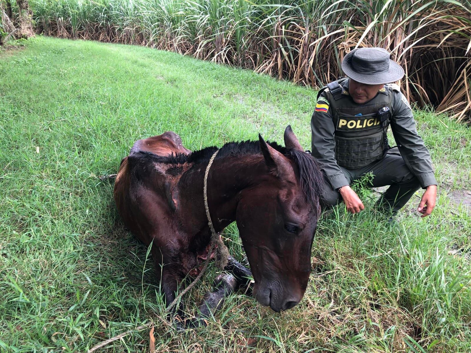 El caballo fue encontrado con profundas laceraciones en su cuerpo, producto del maltrato.