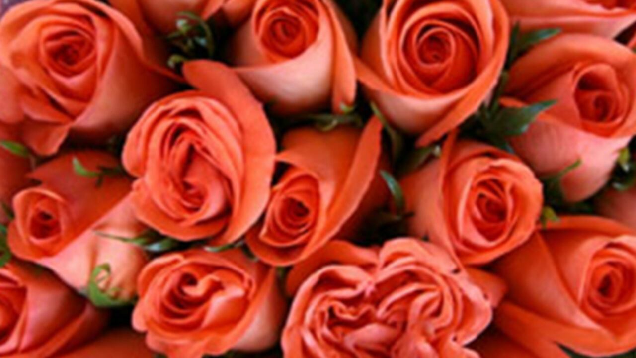 Las principales exportaciones de flores colombianas son: rosa, 30 %; claveles, 15 %; chrisantemos, 7 %; miniclaveles, 4 %; altromeria, 2 %; y otros, 35 %.