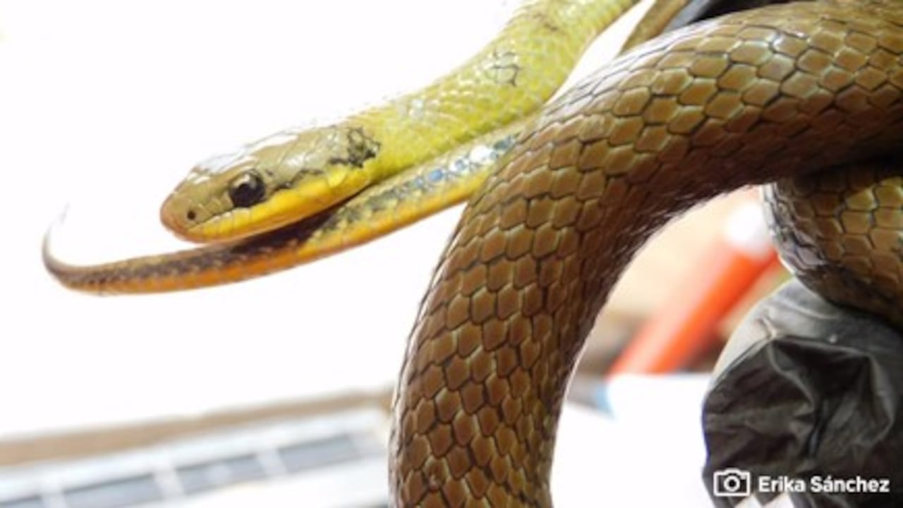 Nuevo hallazgo de fauna en el patio taller de la Primera Línea del Metro de Bogotá.