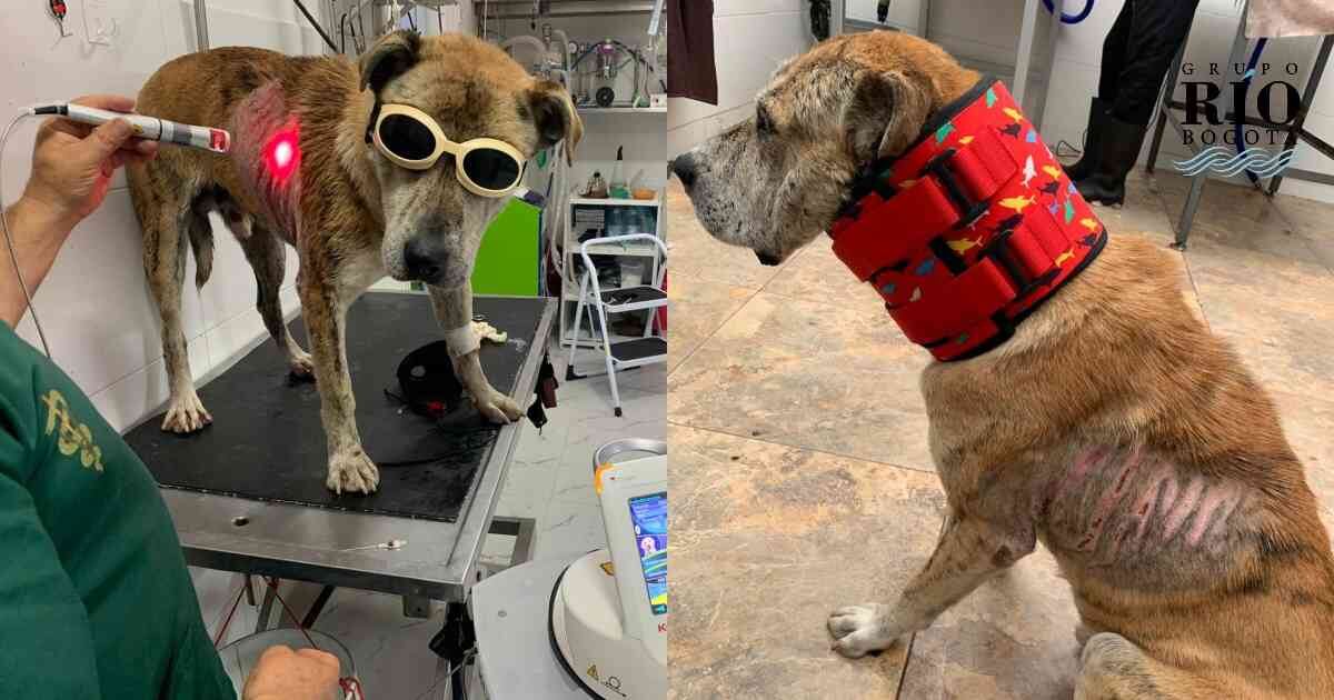 Varios ciudadanos de Cota reportaron el maltrato que sufrió Douglas. Foto:  Fundación Rescate Animal Colombia.