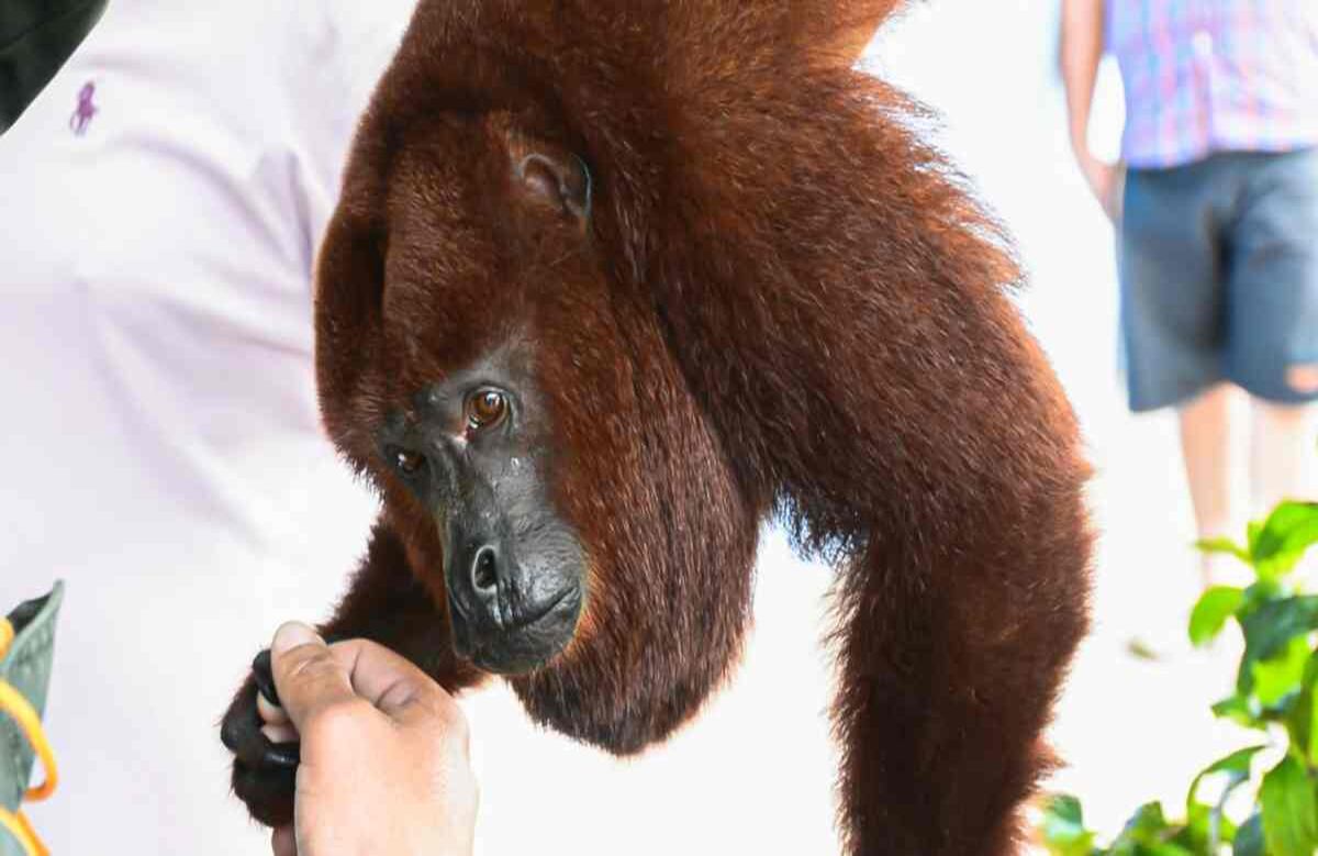 Mono aullador rescatado en Piedras, Tolima.